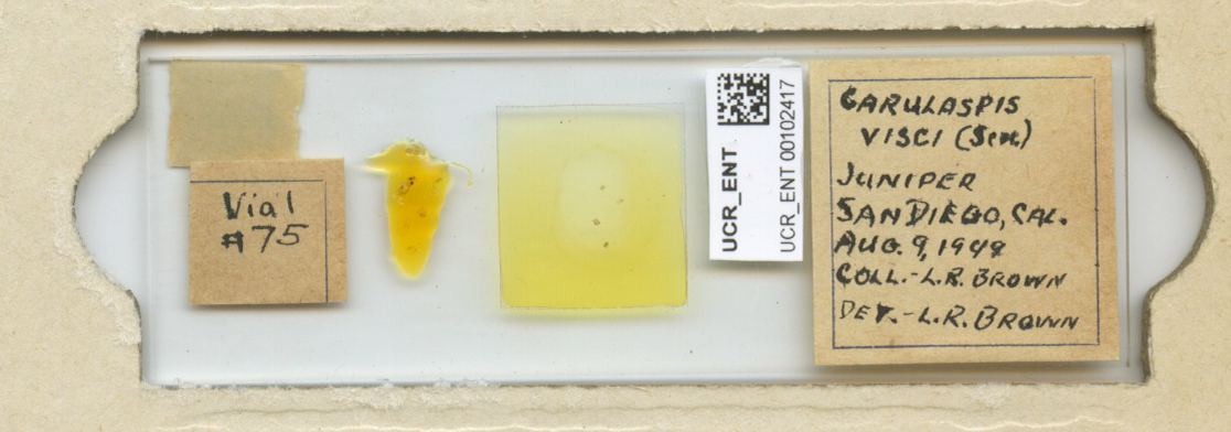 Carulaspis juniperi
